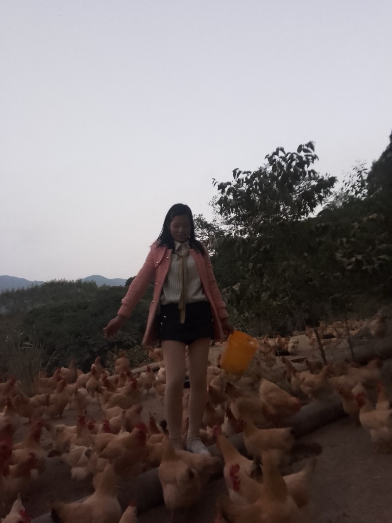 三黄鸡