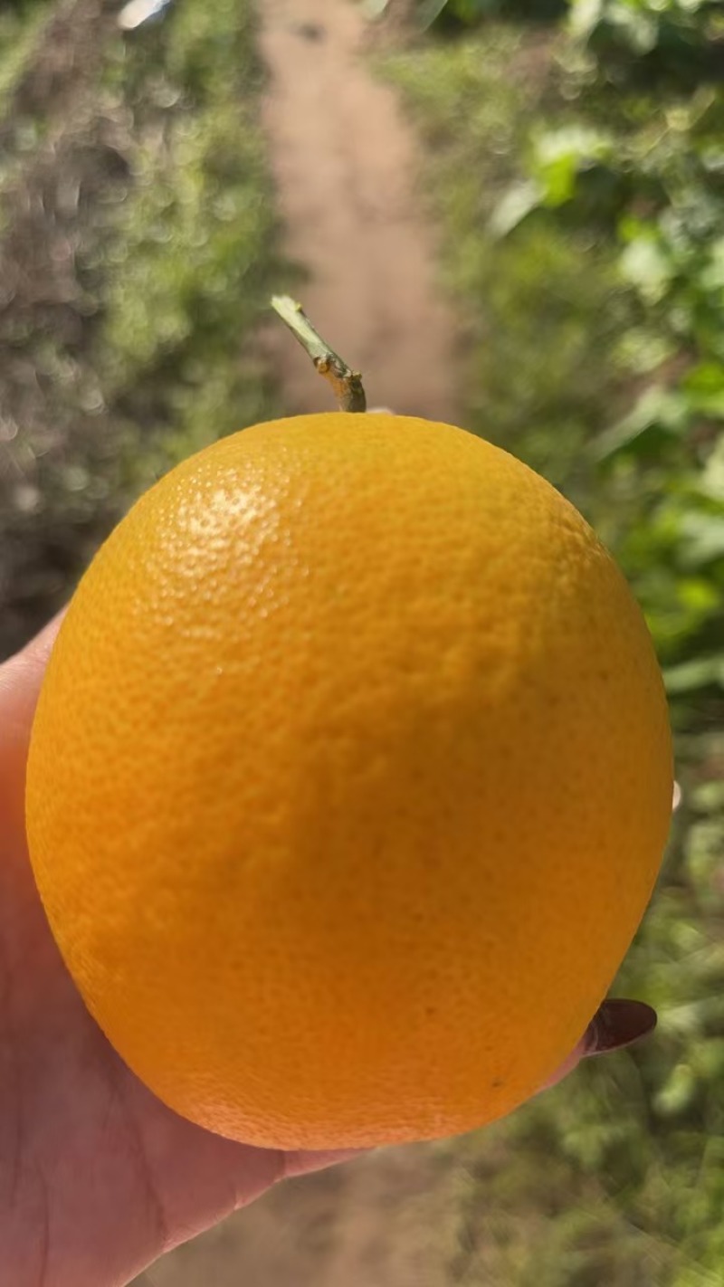 重庆夏橙多汁细皮，自然成熟，性价比很高的当季水果，
