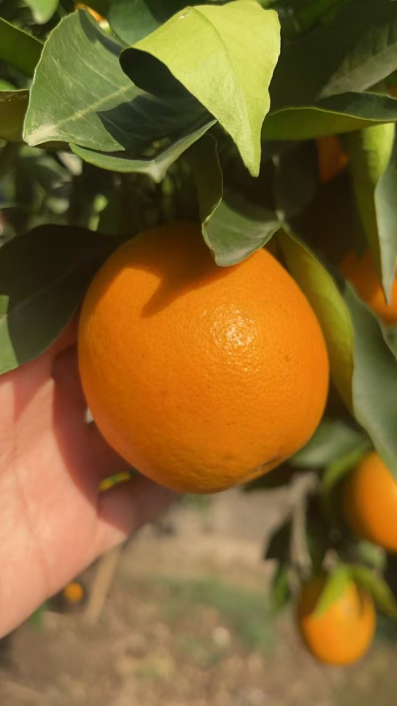 重庆夏橙多汁细皮，自然成熟，性价比很高的当季水果，