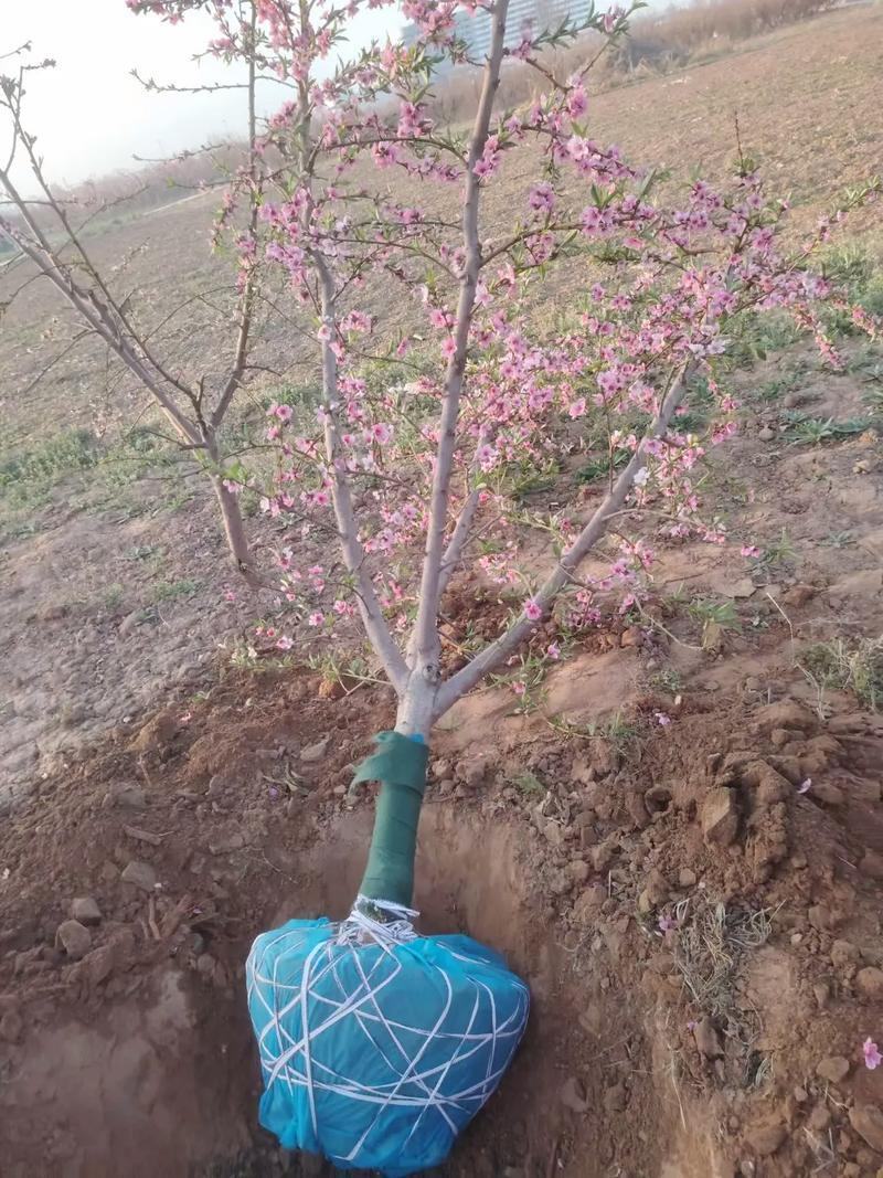 桃树红叶桃碧桃黄桃水蜜桃供应