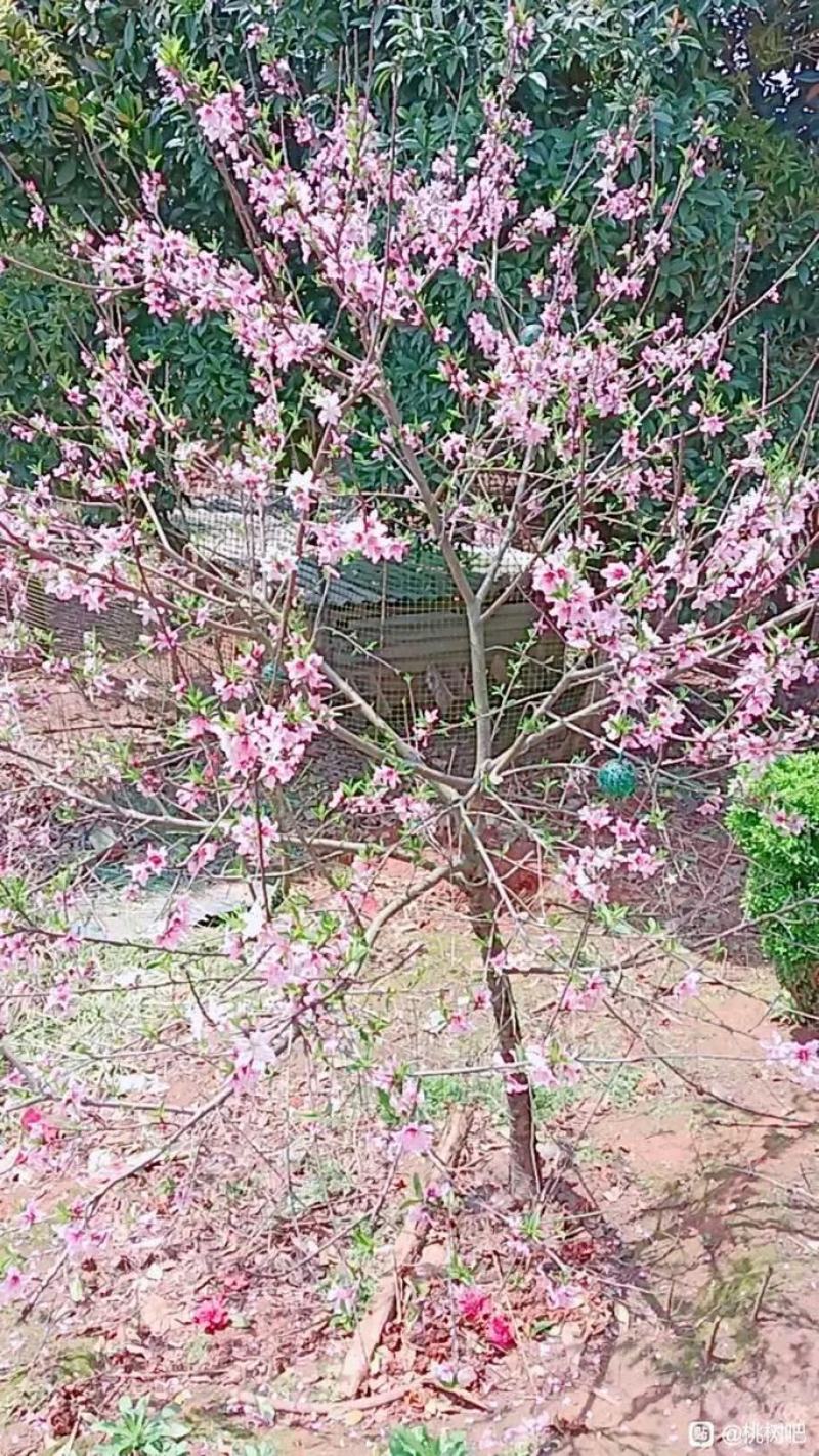 桃树红叶桃碧桃黄桃水蜜桃供应