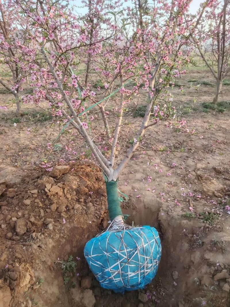 桃树红叶桃碧桃黄桃水蜜桃供应
