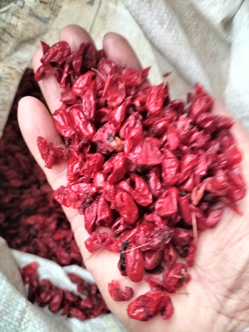 【精品】栾川山萸肉，山茱萸肉，一手货源，可视频看货