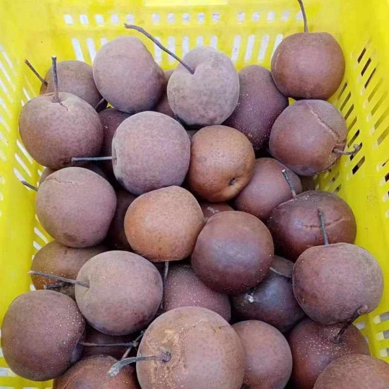 甘肃软儿梨大庙香水梨化心梨冻梨产地直发