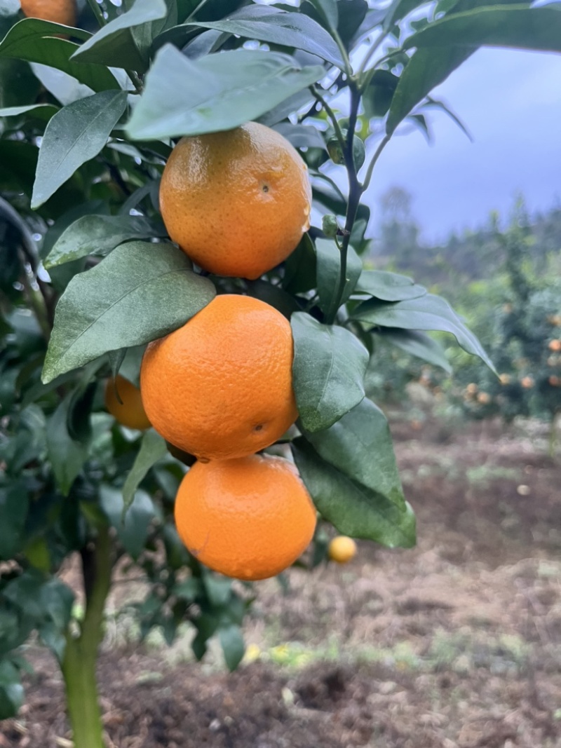 无籽沃柑自家基地091无核沃柑甜度高果皮干净个头均匀