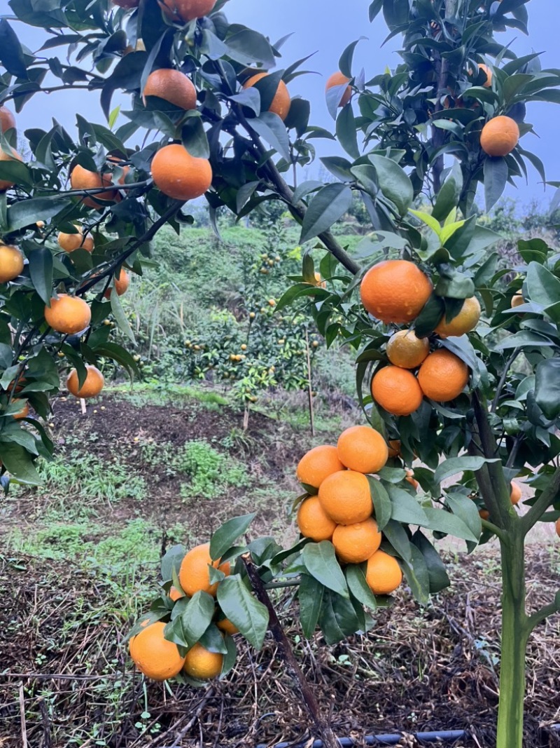 无籽沃柑自家基地091无核沃柑甜度高果皮干净个头均匀