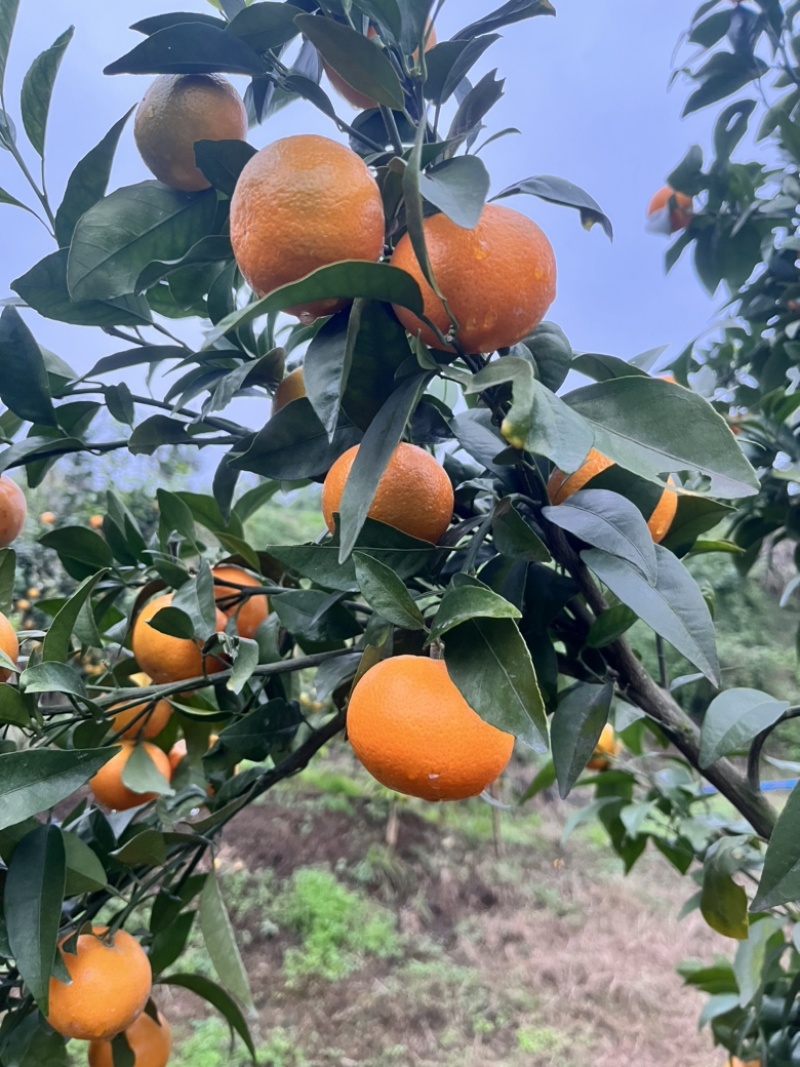无籽沃柑自家基地091无核沃柑甜度高果皮干净个头均匀