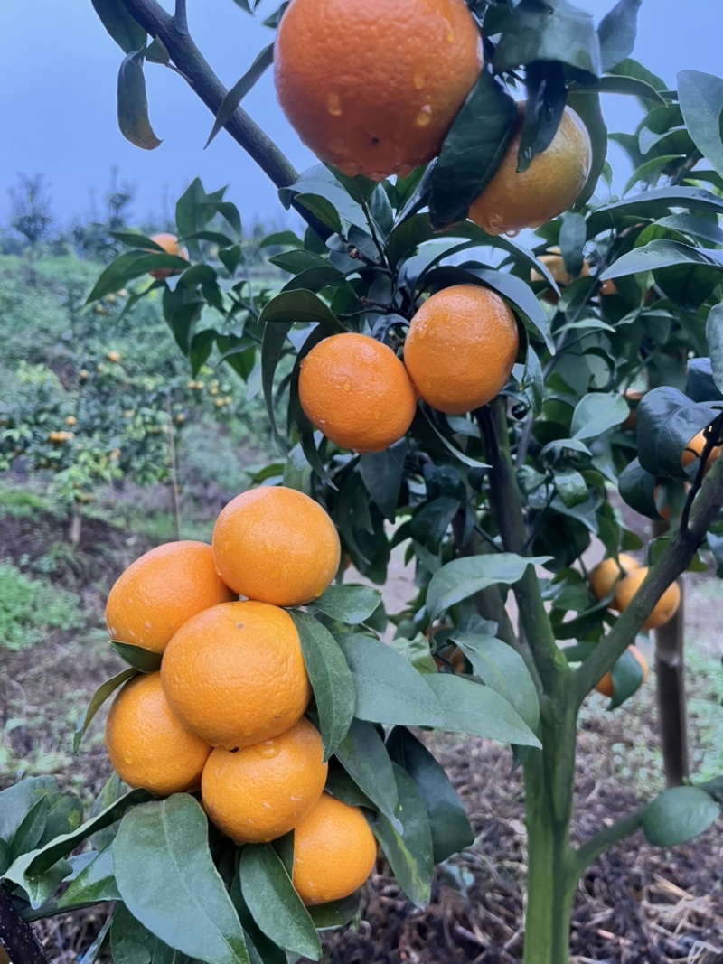 无籽沃柑自家基地091无核沃柑甜度高果皮干净个头均匀