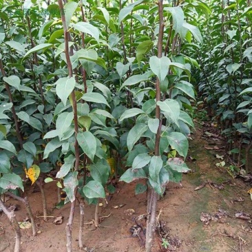 梨树树苗翠冠梨秋月梨树苗供应