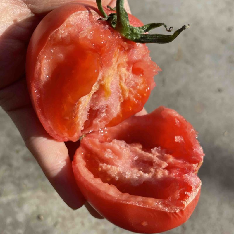 高品质口感西红柿要好货的来社区团购一件代发
