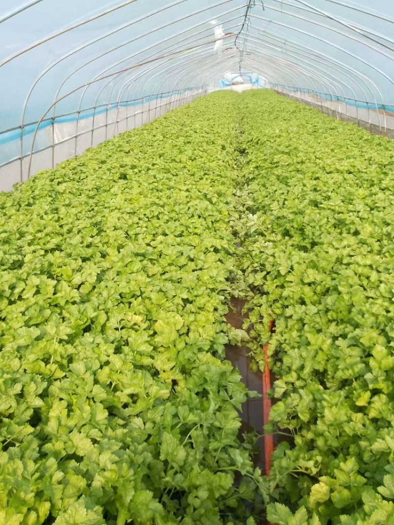 精品芹菜黄心芹产地直销优质品质