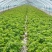 精品芹菜黄心芹产地直销优质品质