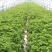 精品芹菜黄心芹产地直销优质品质