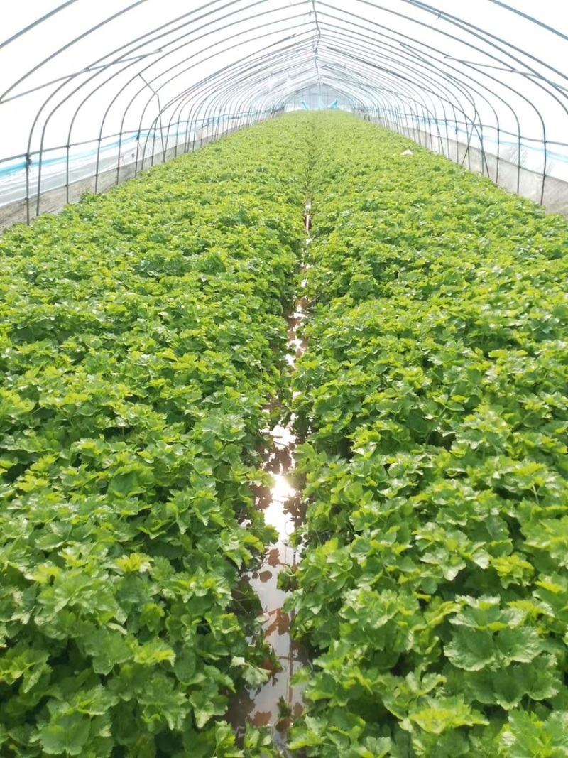 精品芹菜黄心芹产地直销优质品质