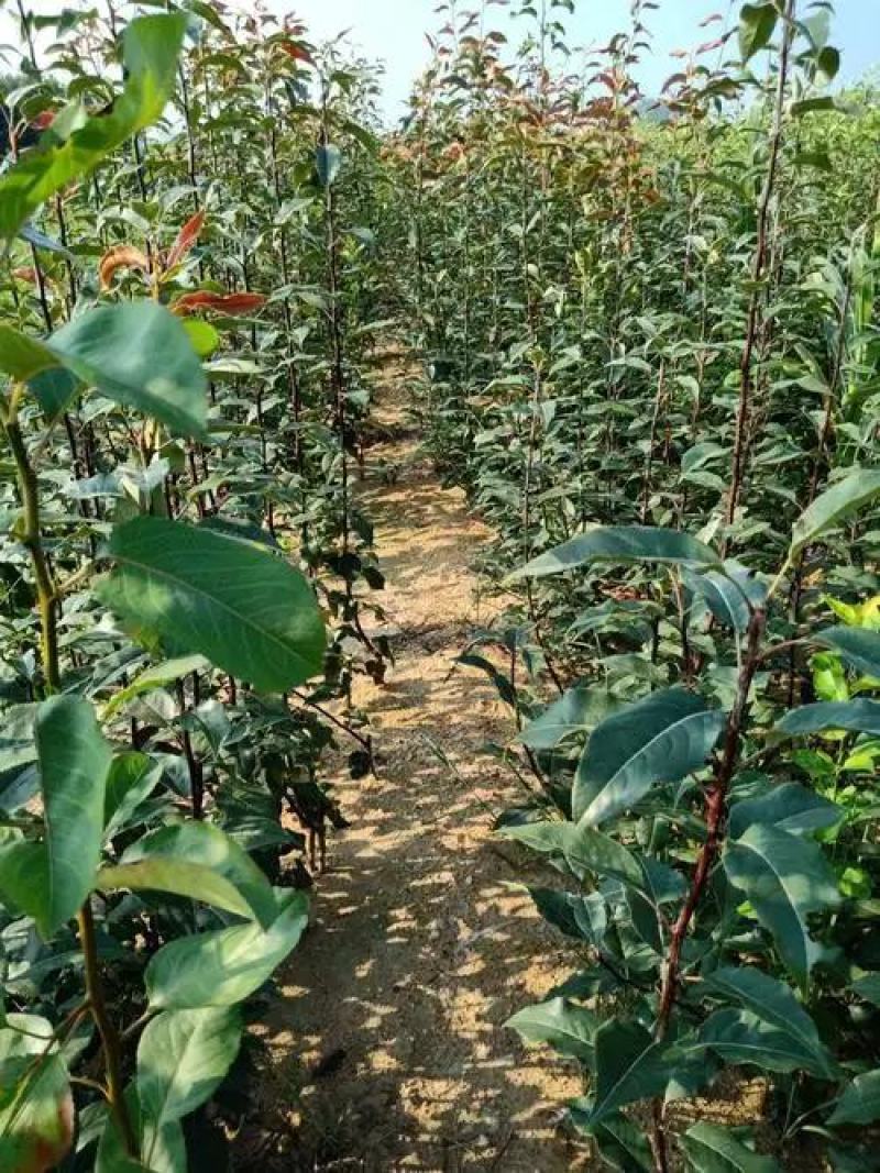 梨树树苗翠冠梨秋月梨树苗供应
