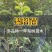 梨树树苗翠冠梨秋月梨树苗供应
