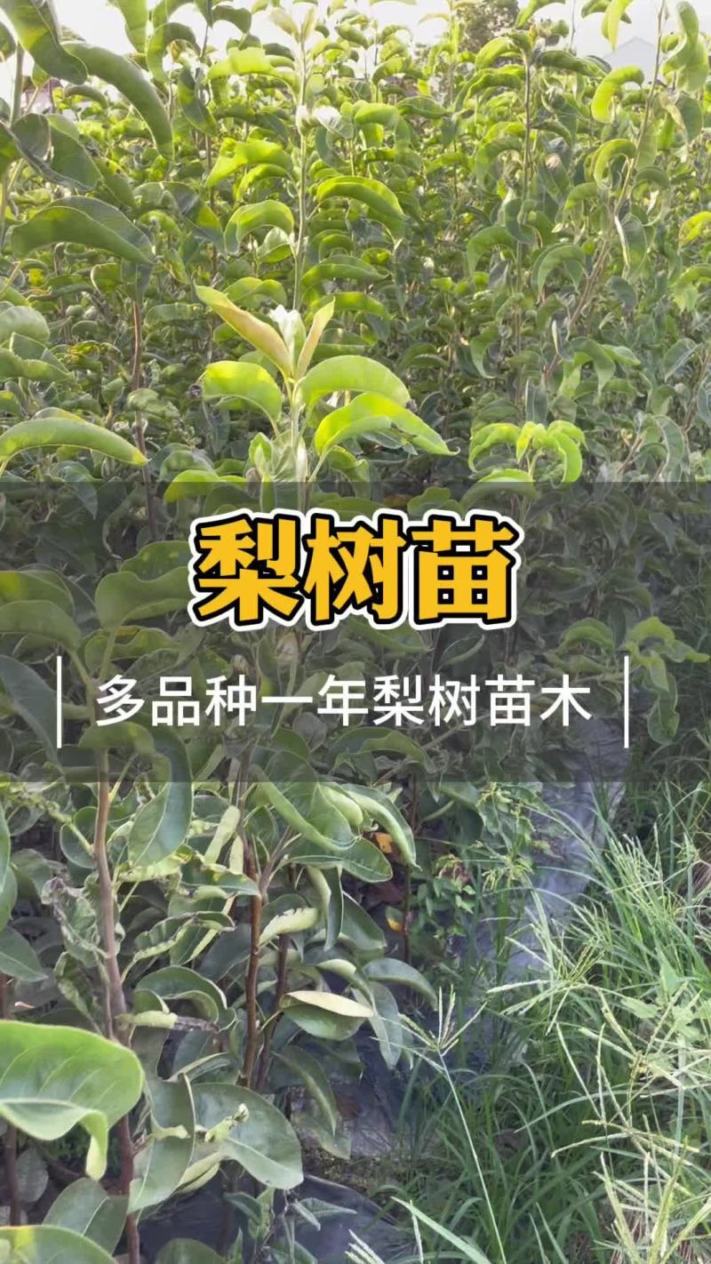 梨树树苗翠冠梨秋月梨树苗供应
