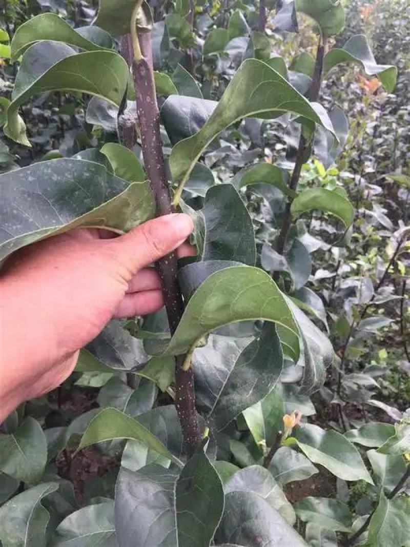 梨树树苗翠冠梨秋月梨树苗供应
