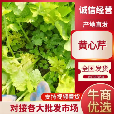 精品芹菜黄心芹产地直销优质品质