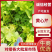 精品芹菜黄心芹产地直销优质品质