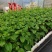 黄金百香果苗9号台农1号百香果苗死苗补发