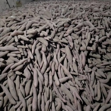 冰糖心白哈密地窖储存货
