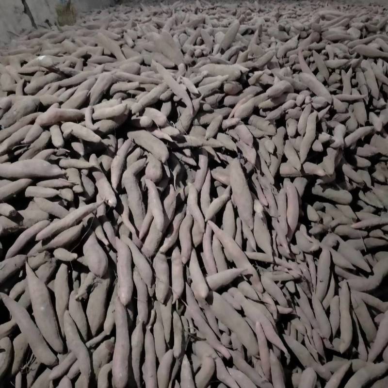 冰糖心白哈密地窖储存货