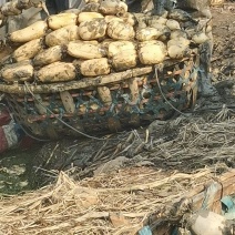鄂莲6号精品莲藕大量上市源充足一手莲藕，对接全国