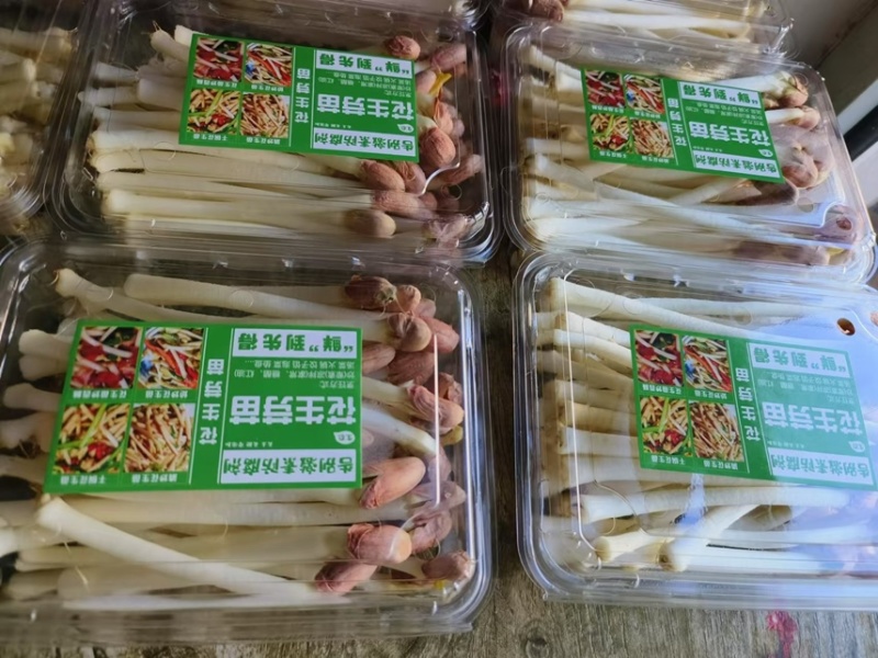 内蒙花生芽大量上市欢迎各位老板前来咨询