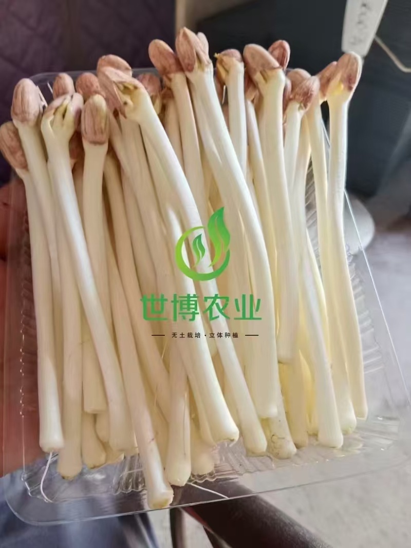 内蒙花生芽大量上市欢迎各位老板前来咨询