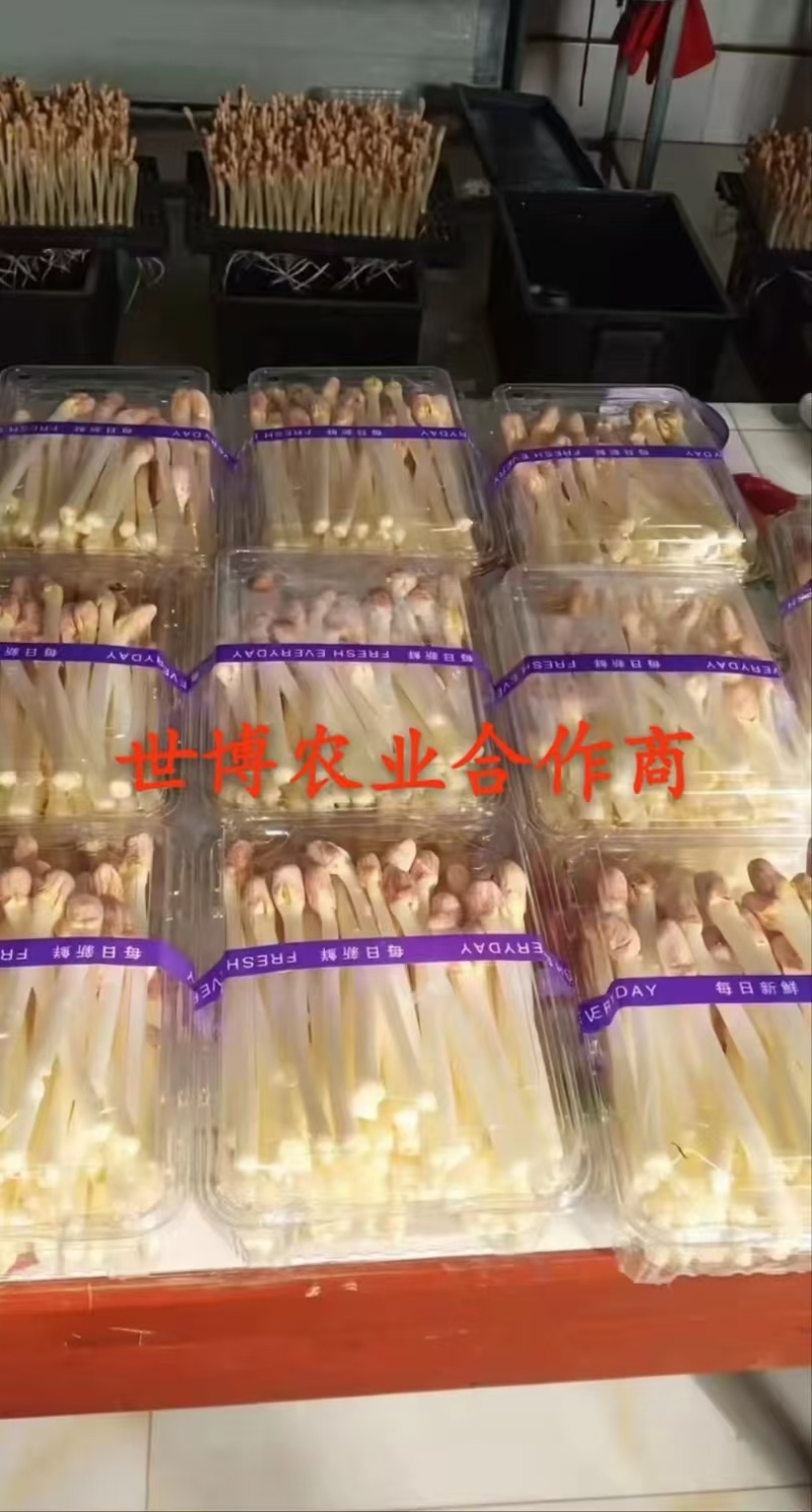内蒙花生芽大量上市欢迎各位老板前来咨询