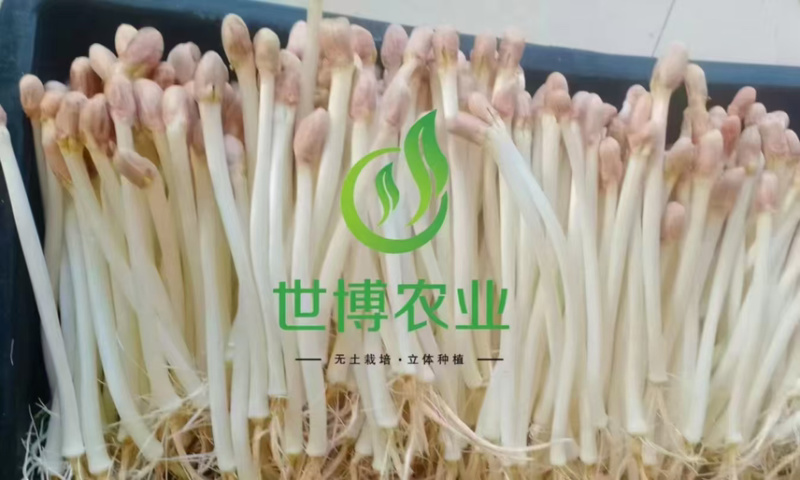 内蒙花生芽大量上市欢迎各位老板前来咨询
