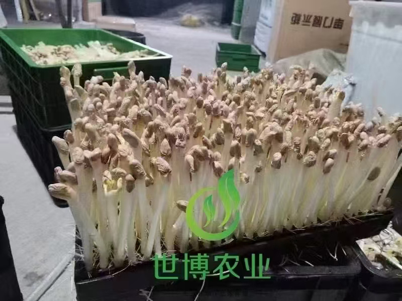 内蒙花生芽大量上市欢迎各位老板前来咨询
