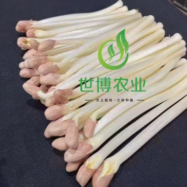 内蒙花生芽大量上市欢迎各位老板前来咨询