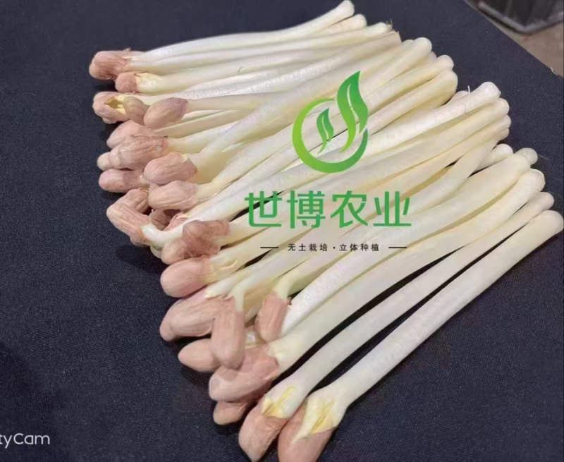内蒙花生芽大量上市欢迎各位老板前来咨询