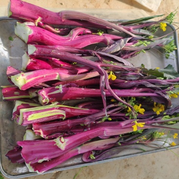 菜苔支持视频看货，可发往全国市场