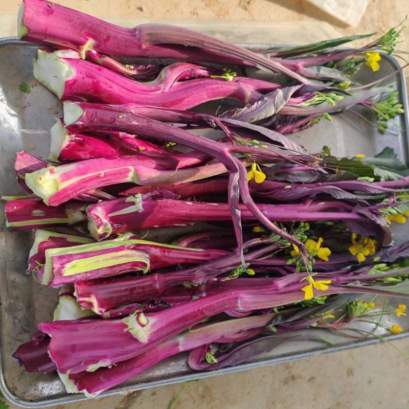 菜苔支持视频看货，可发往全国市场