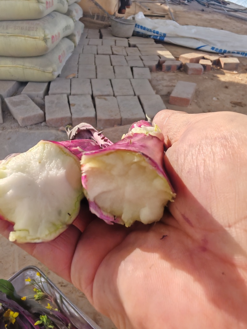 菜苔支持视频看货，可发往全国市场