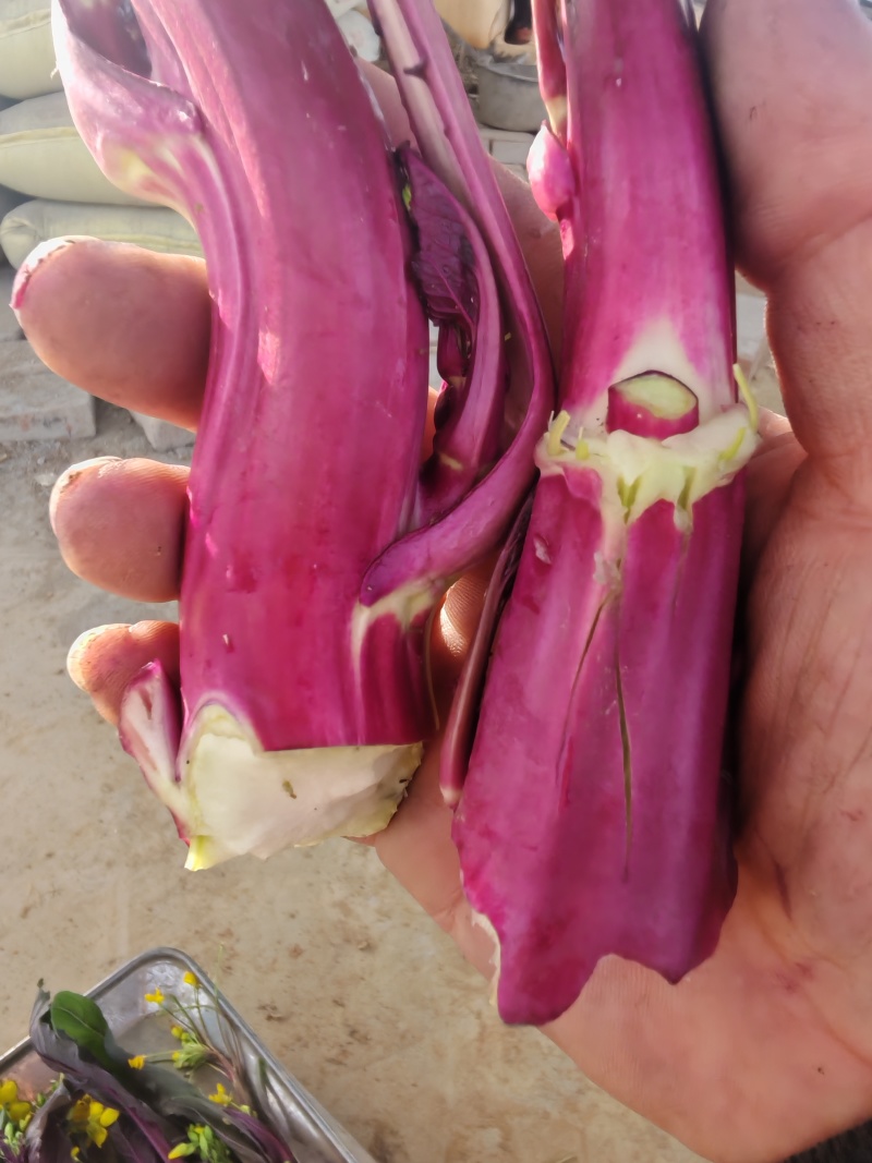 菜苔支持视频看货，可发往全国市场