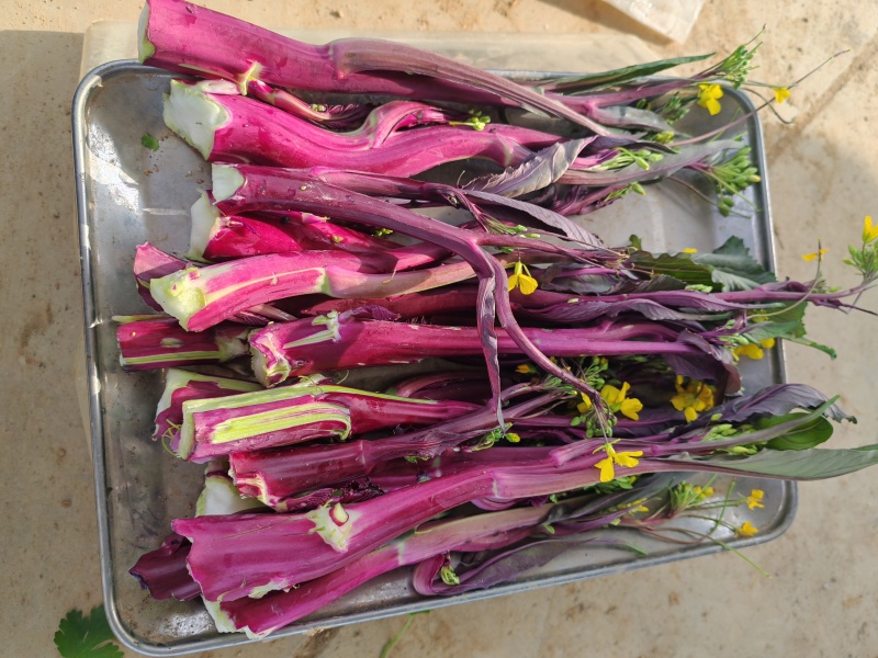 菜苔支持视频看货，可发往全国市场