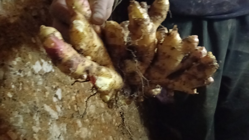 大黄姜黄心姜富含多种有益物质，主要成分有姜黄素，纤维素