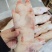 品名:母猪次蹄规格:10公斤11-13个左右日期新货