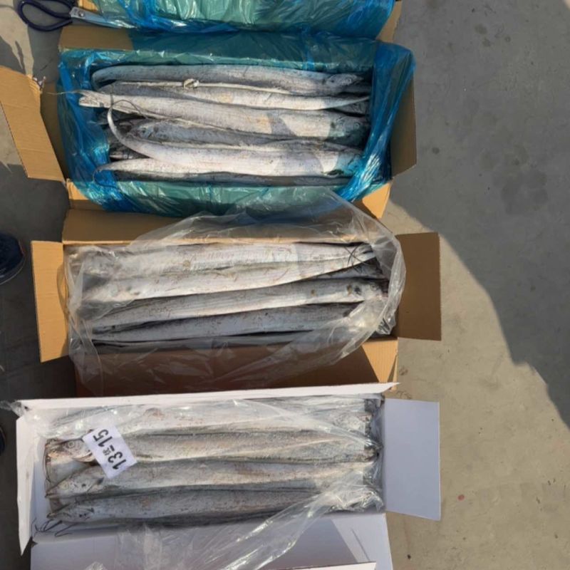 带鱼刀鱼各种带鱼各种规格各种包装的渤海带鱼舟山带鱼