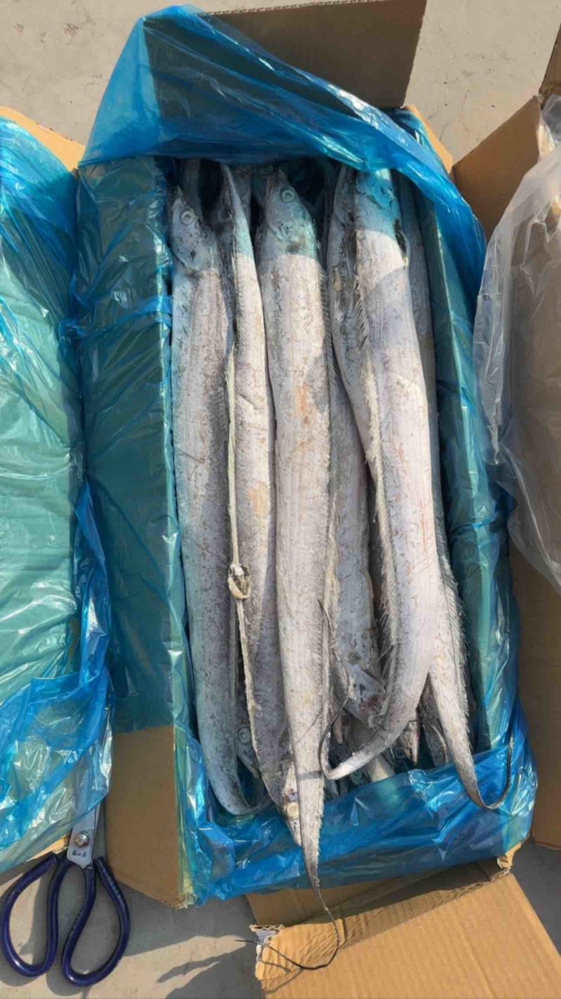 带鱼刀鱼各种带鱼各种规格各种包装的渤海带鱼舟山带鱼