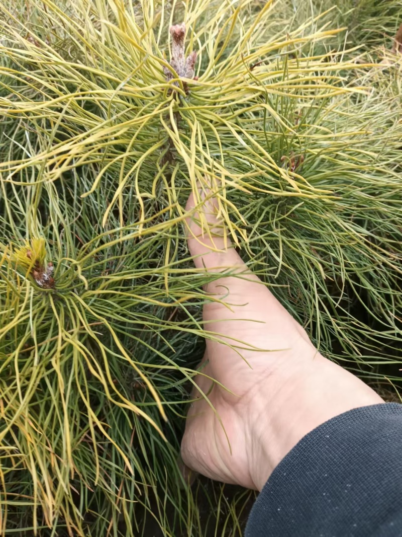樟子松杯苗儿，小苗儿占地苗，东北货源的成活率高。