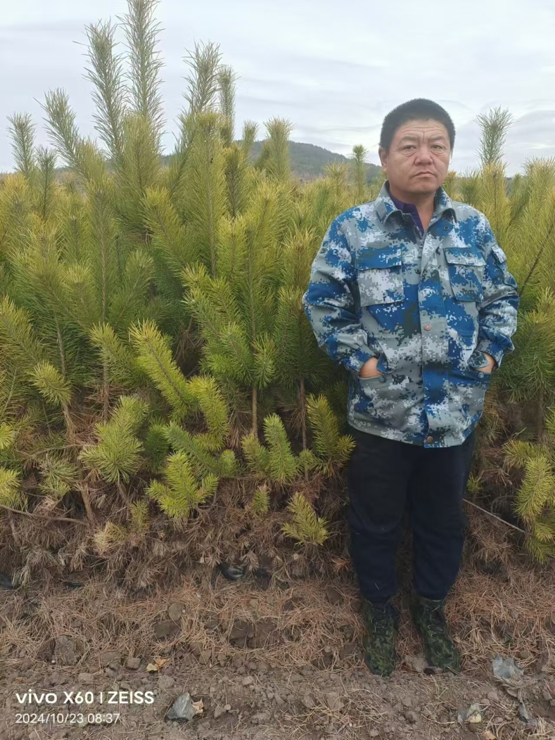 樟子松杯苗儿，小苗儿占地苗，东北货源的成活率高。