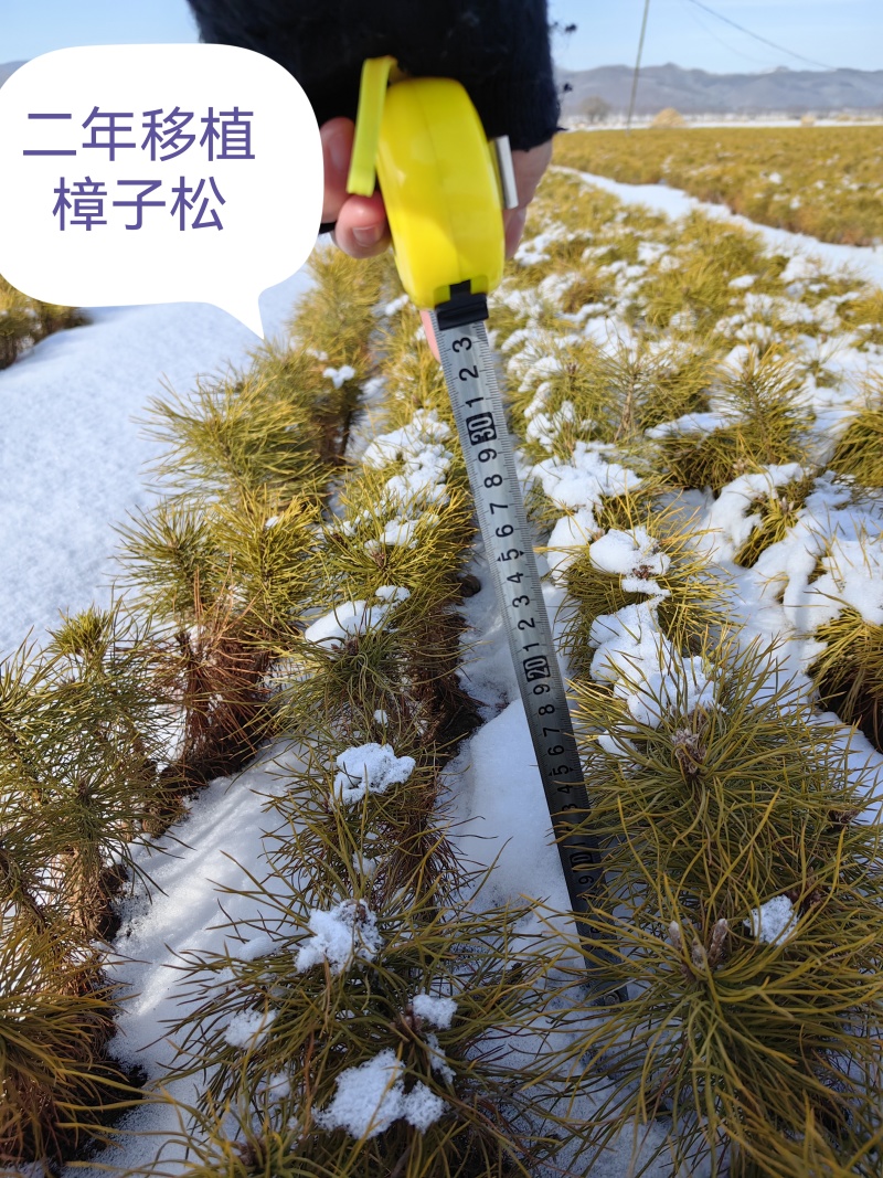 樟子松杯苗儿，小苗儿占地苗，东北货源的成活率高。