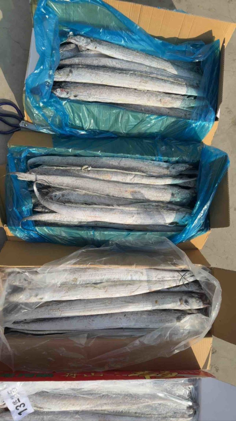 带鱼刀鱼各种带鱼各种规格各种包装的渤海带鱼舟山带鱼