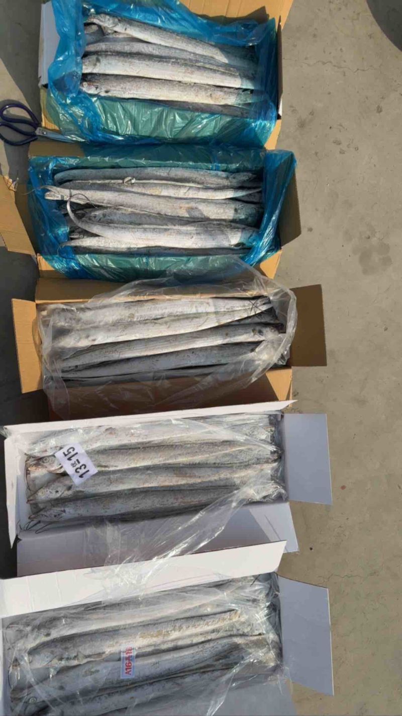 带鱼刀鱼各种带鱼各种规格各种包装的渤海带鱼舟山带鱼