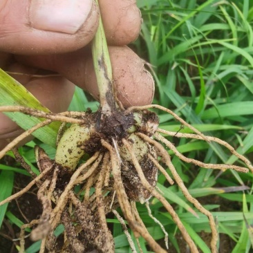 三叉紫花巨茎白芨种苗大量上市，全国发货，全国包邮量大从优